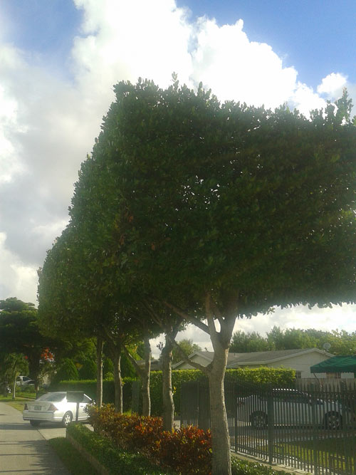Palmetto bay air flow trim service