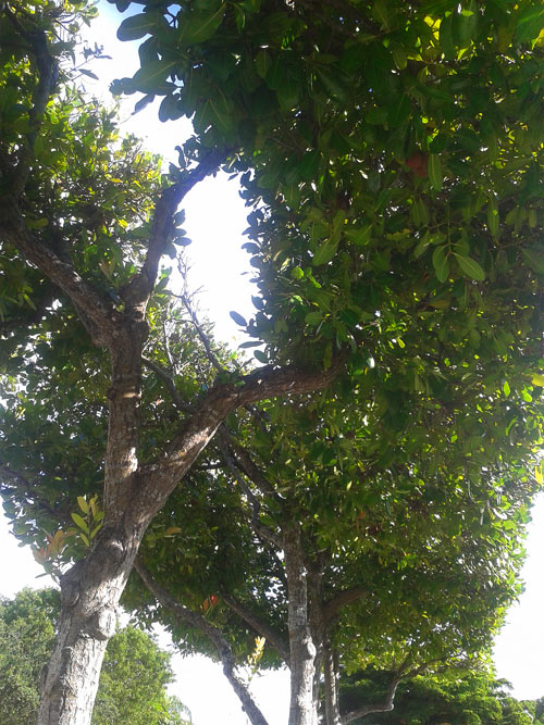 Palmetto bay air flow from bottom