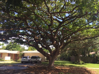 J.A. Roman Tree Service 