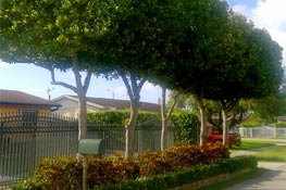 
 Kendall Town Commercial tree service account